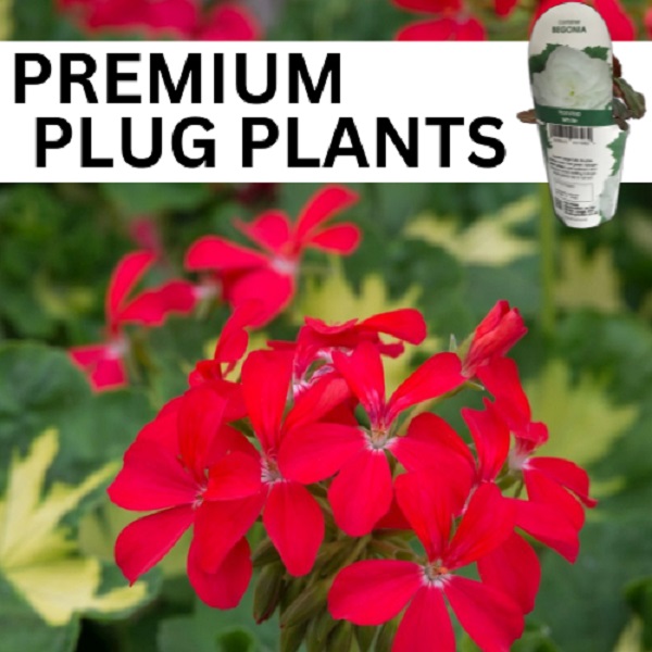 Premium Plugs Plants